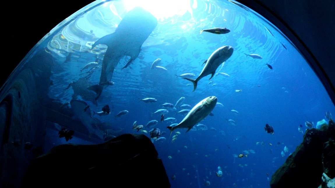 Family Travels: The Georgia Aquarium