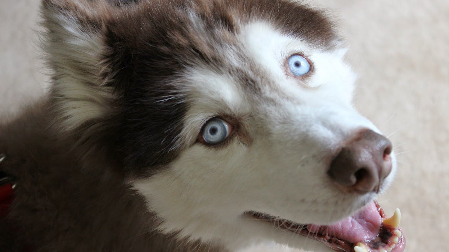 A Dog’s Purpose: Remembering Anikin